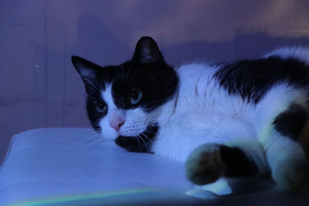 Cudowny kocurek szuka domu