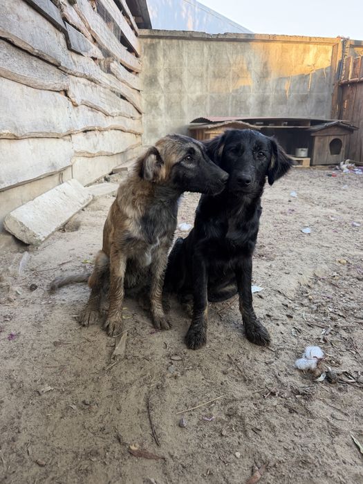 Віддам цуценя в добрі руки