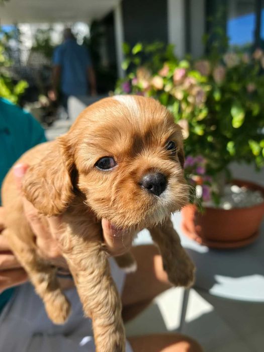 Cavalier King Charles Spaniel - macho Ruby (marrom) nascido no Algarve em 18 de Agosto.