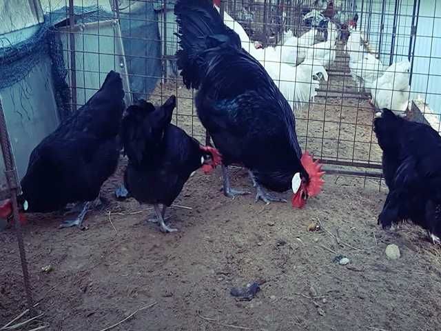 Інкубаційне яйце птиці різних порід Барбезье.