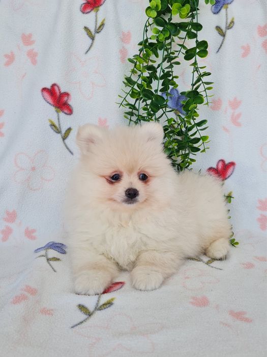 Exuberante mini Lulu da Pomerania / Spitz Alemão Anão de Qualidade