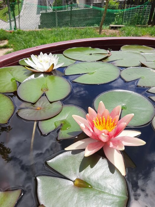 Plantas de lago Nenúfares