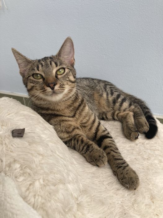 Śliczna parka burych kociaków szuka wspólnego domu