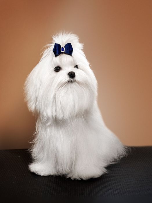 Дівчинка КСУ мальтезе