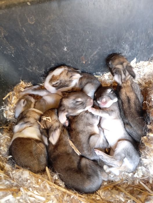 Vendo coelhos várias idades