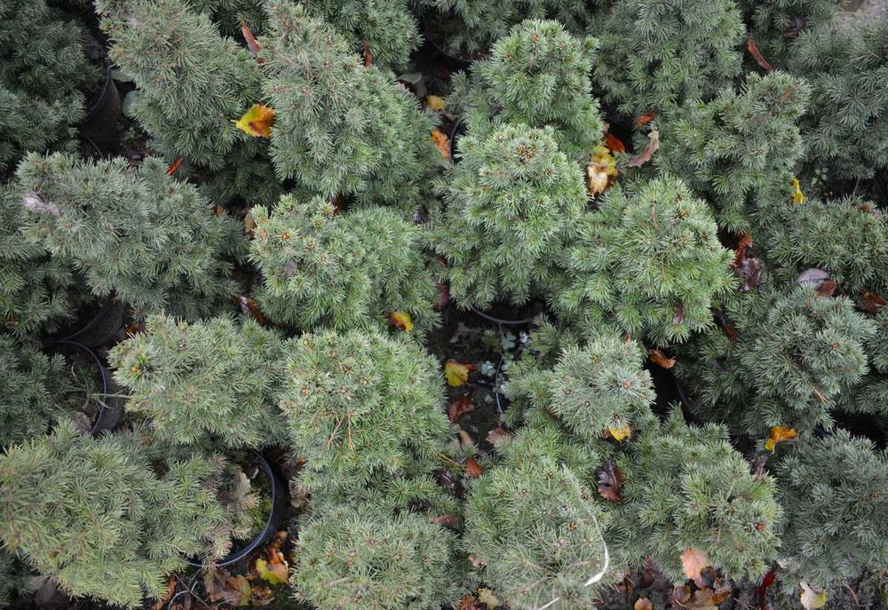 Świerk Conica super gęsta choinka w donicy. Sprzedaz wiosna 2026r