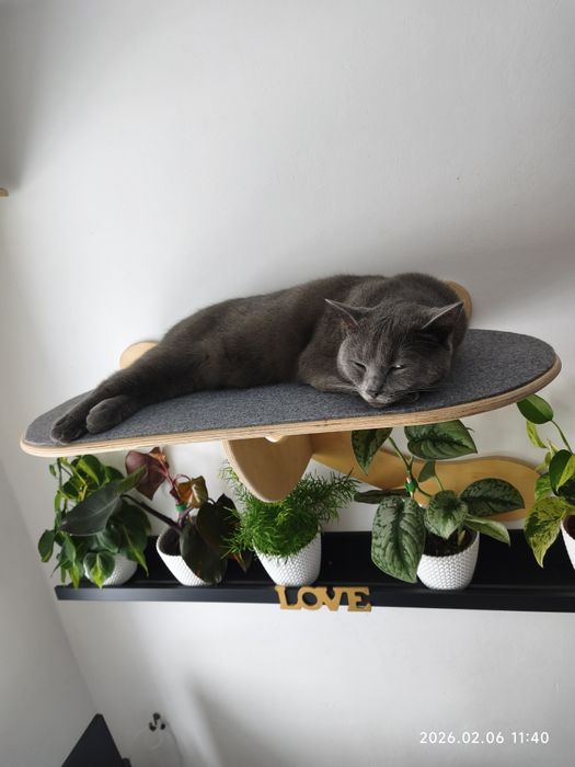 Duża półka dla kota - kotostrada - ścianka wybieg dla kota