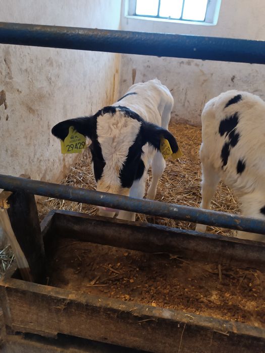 Byczek cielak żarłak