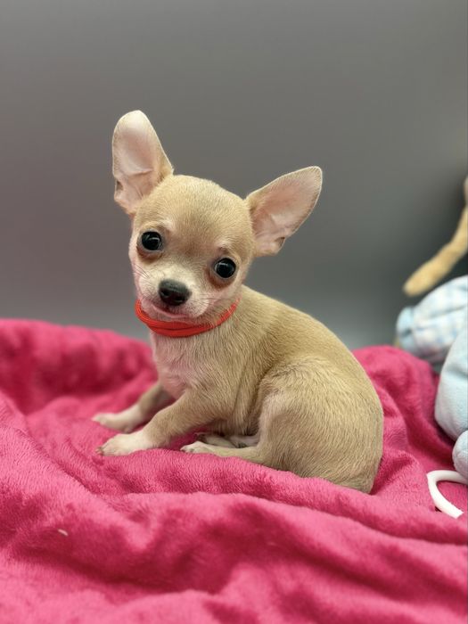 Chihuahua *piesek*
