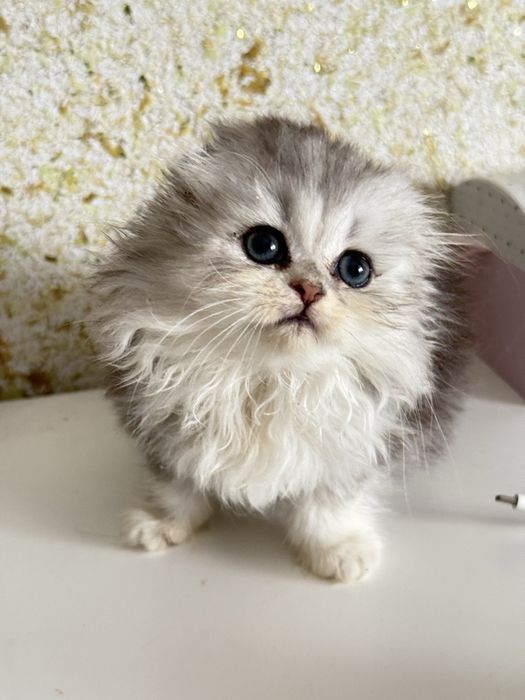 Femea scottish fold