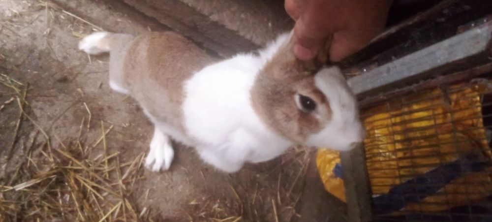 Tenho coelhos para ceder