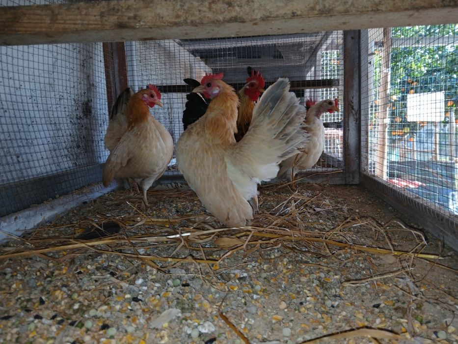 Galinhas raça Serama/Ovos