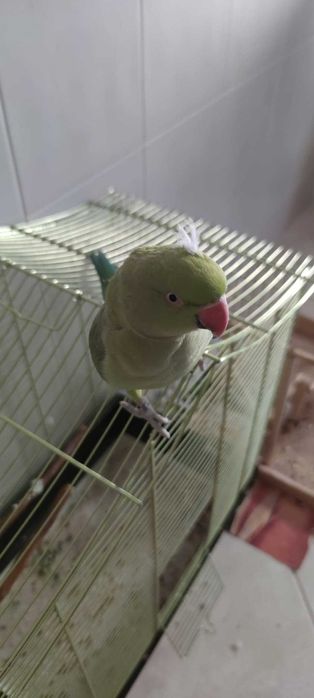 Ringneck Verde Fêmea Domesticado