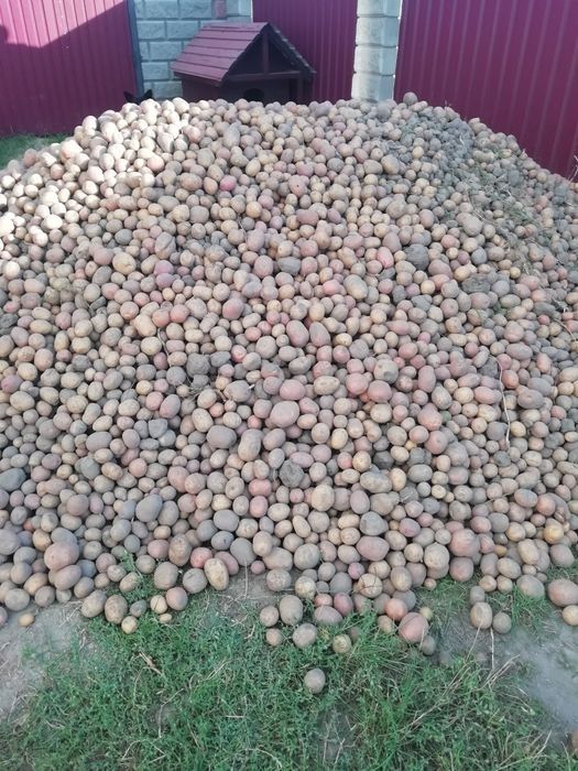 Продам картоплю.