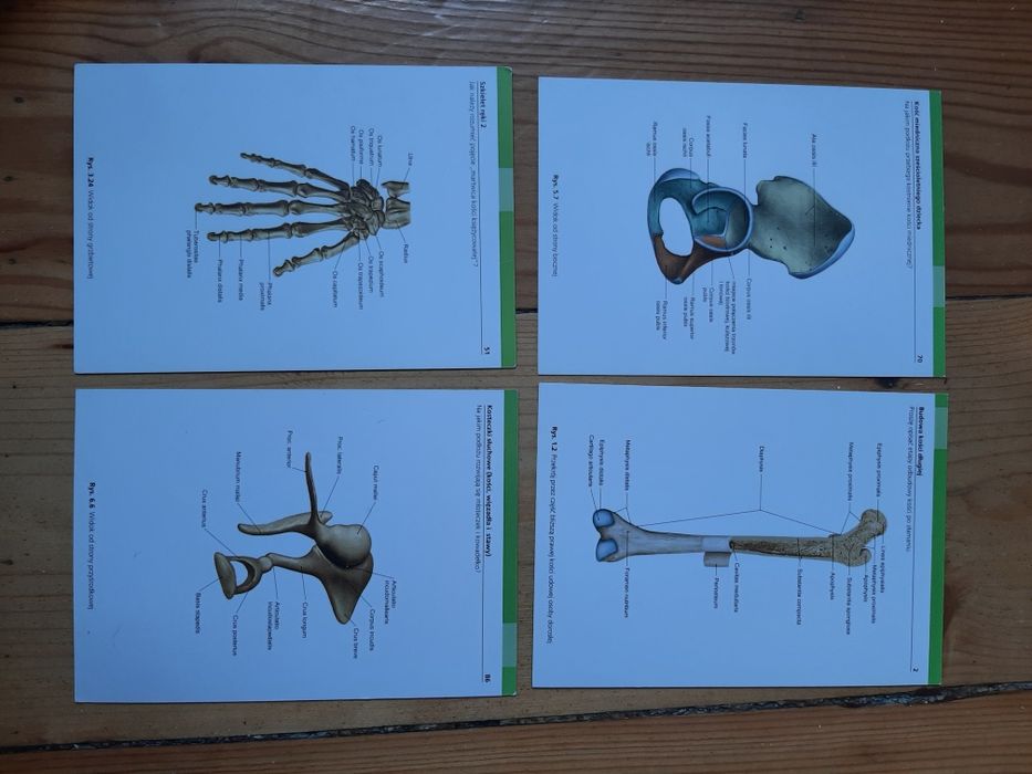 Fiszki Sobotta - Kości, stawy i więzadła