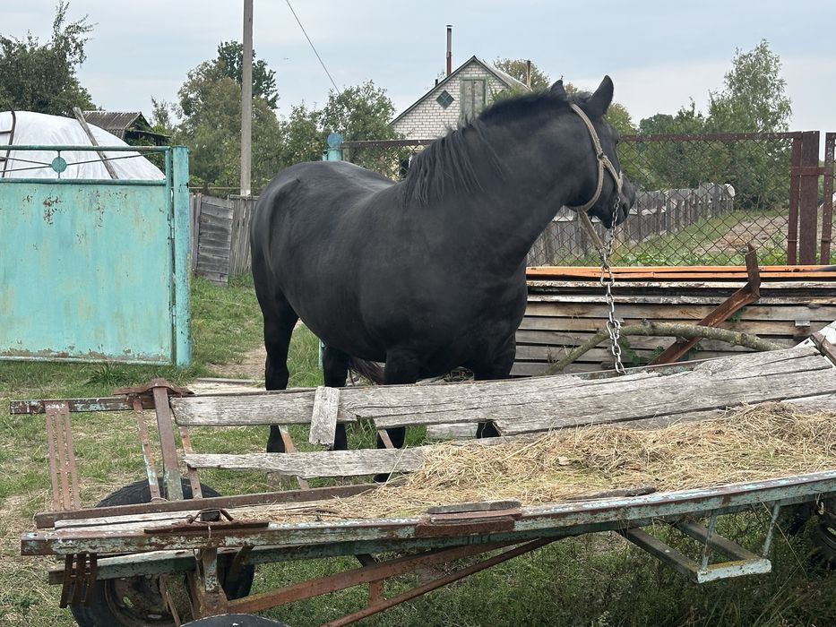 продається кобила 4 роки