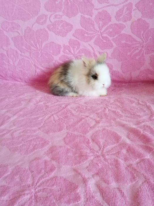 Króliczek Mini Lop, karzełek Teddy, Lewek