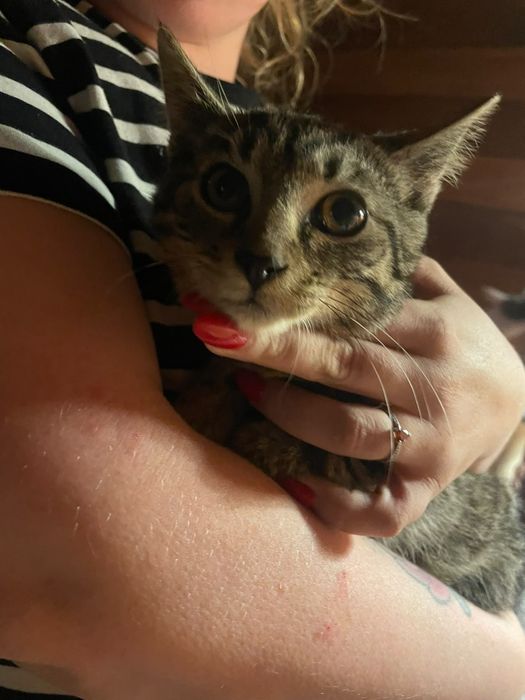 3,5 msc Tosia do adopcji! Dom niewychodzący