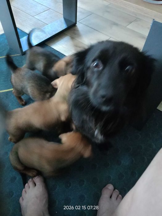 Piękne Szczeniaki gratis oddam, jeden piesek, cztery samiczki
