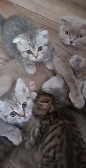 Шотландські кошенята
