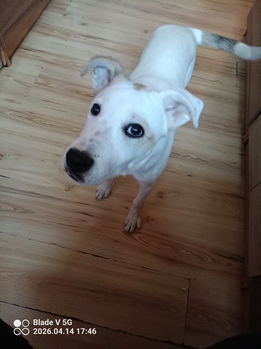 Oddam psa w dobre ręce