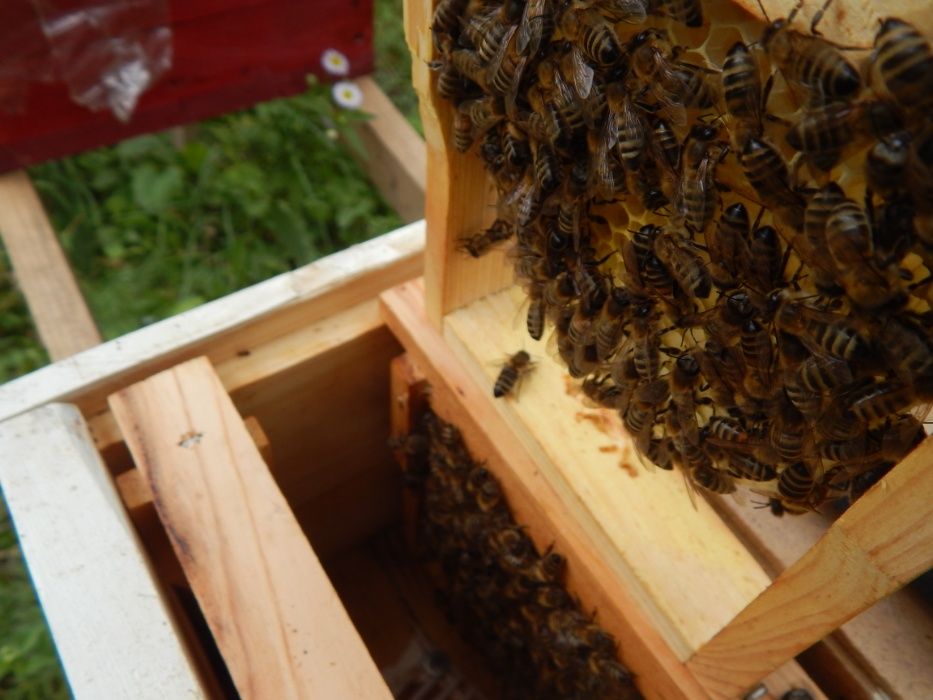 Нуклеус. Вулик. для виведення бджолиних маток.