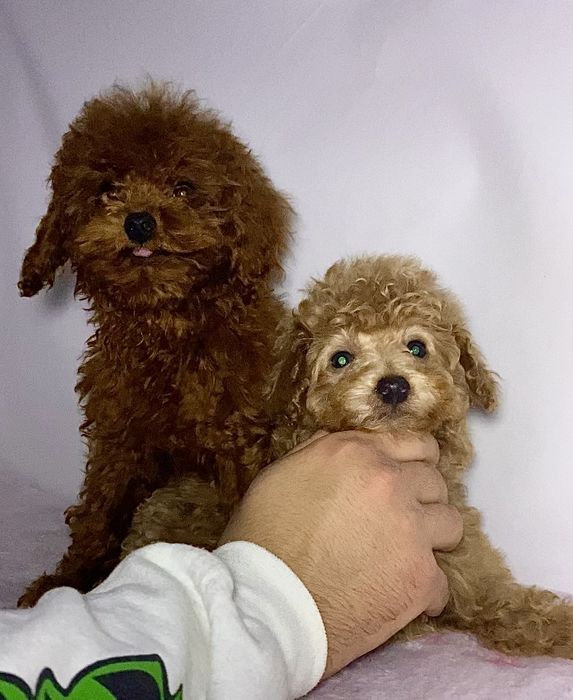 Яскраві пухнастики міні мальтипу / той пудель бебі фейс