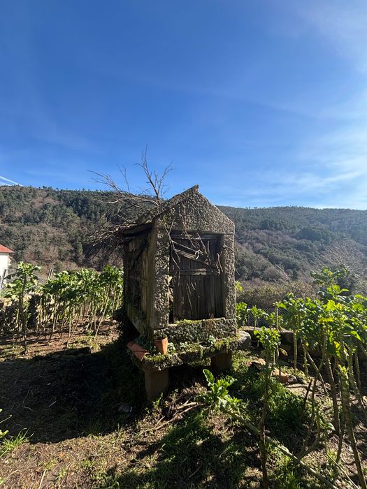 Caniço para Venda em soajo