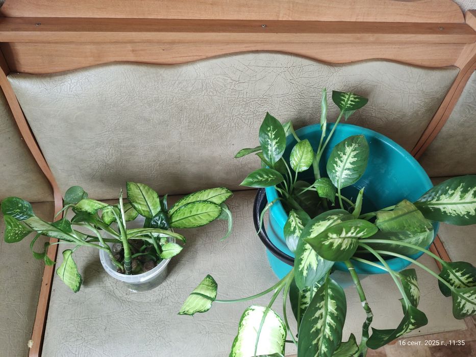 Диффенбахия 3 разных вида