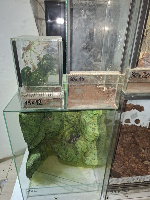 Terraria tropikalne