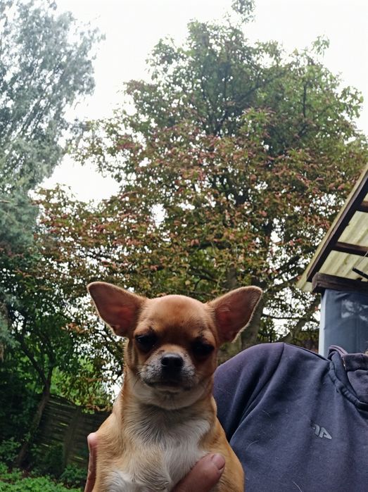Chihuahua szczenięta sunia