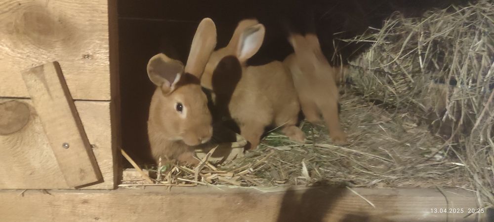 Króliki nowozelandzkie czerwone