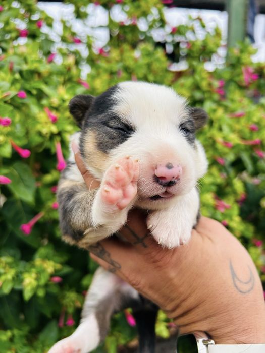 Menina border collie tricolor