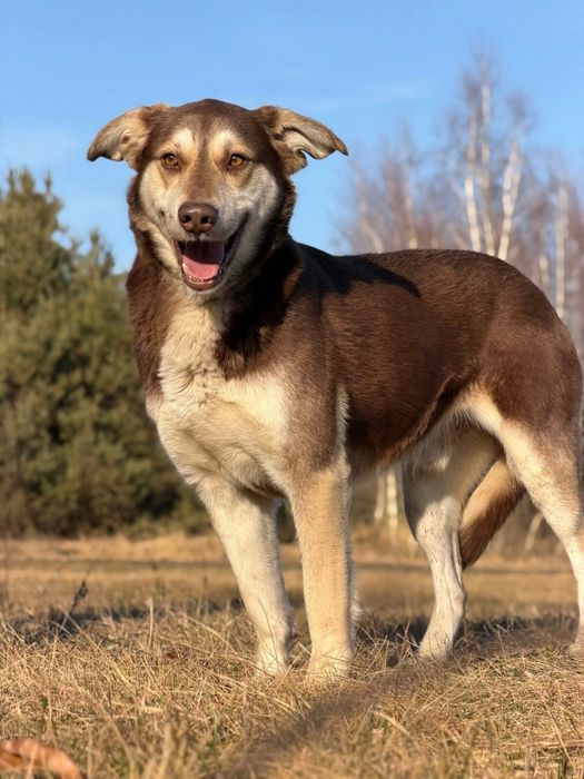 Piękny duży Bruno do adopcji