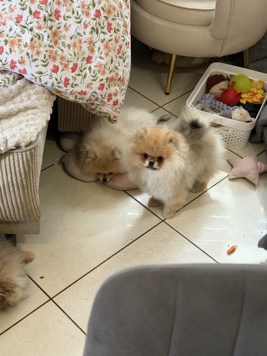 Szpic miniaturowy / pomeranian obłedny miś  GWIZDA FCI