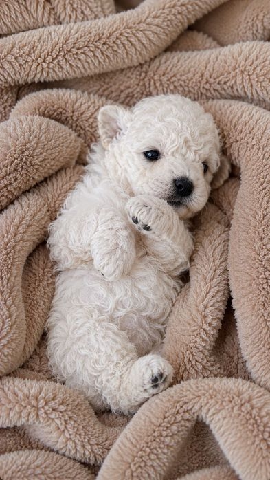 Caniche Poodle Toy