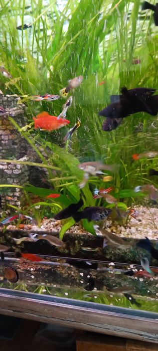 Gupik molinezja ryba