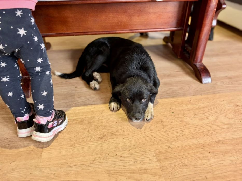 ALBA. 5 mięs. Cudowna subtelna w sunia