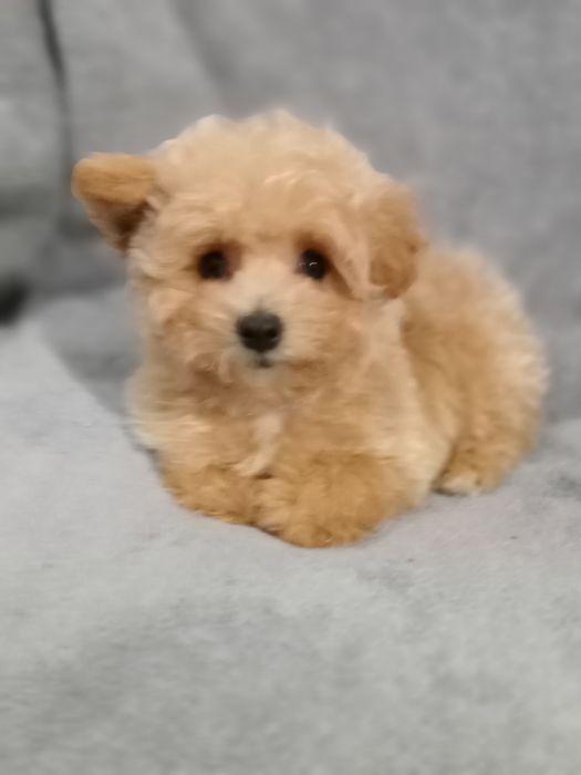 Хлопчик,міні- МальтіпуF1