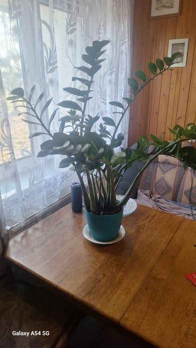 Sprzedam pilnie kwiatka dolarowego,z powodu przeprowadzki