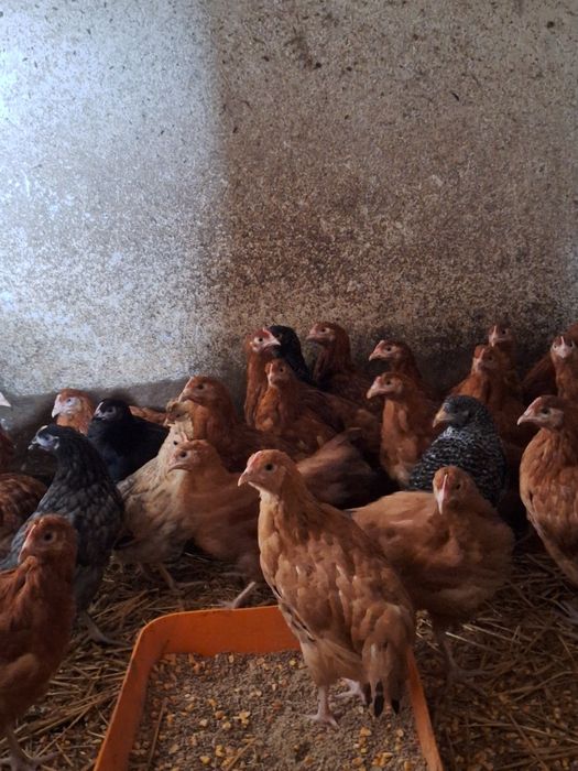 Koloszki kurki nioski