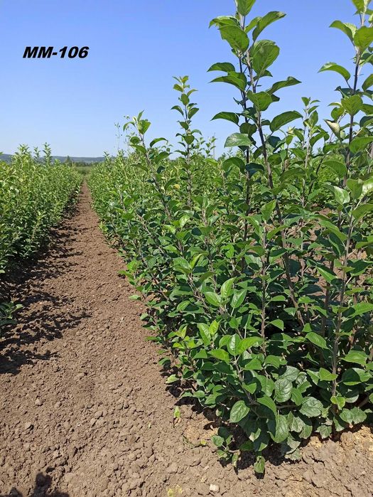 Підщепи М9, ММ106, М26, жерделя, алича, Кольт, Антипка