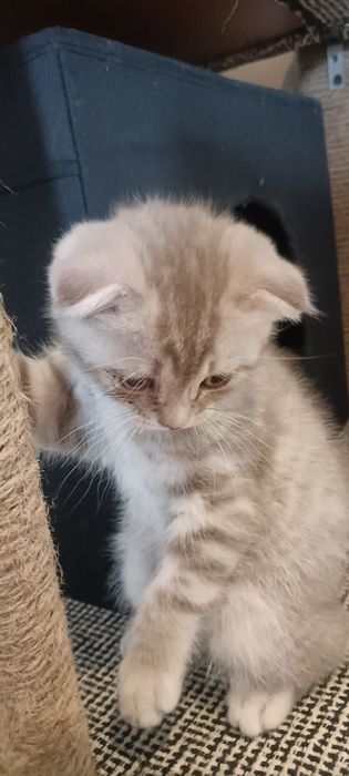 Scottish Fold macho