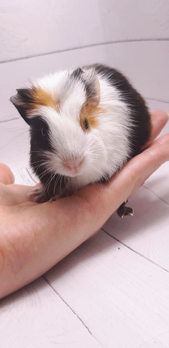 Морские свинки,клетки,корма