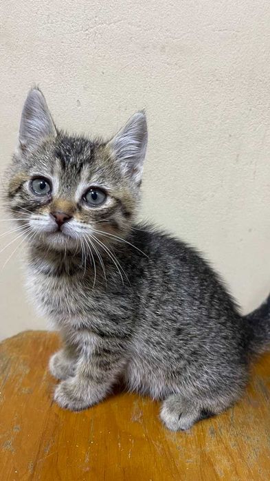 Котята, мальчики, ищут любящих хозяев