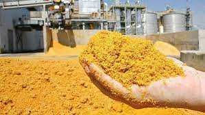 Młóto kukurydziane - dostawy 25t.