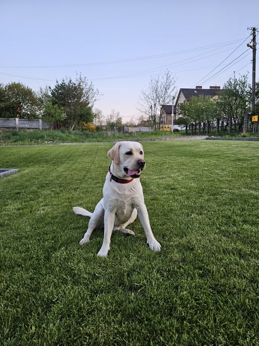 Лабрадор для злучки