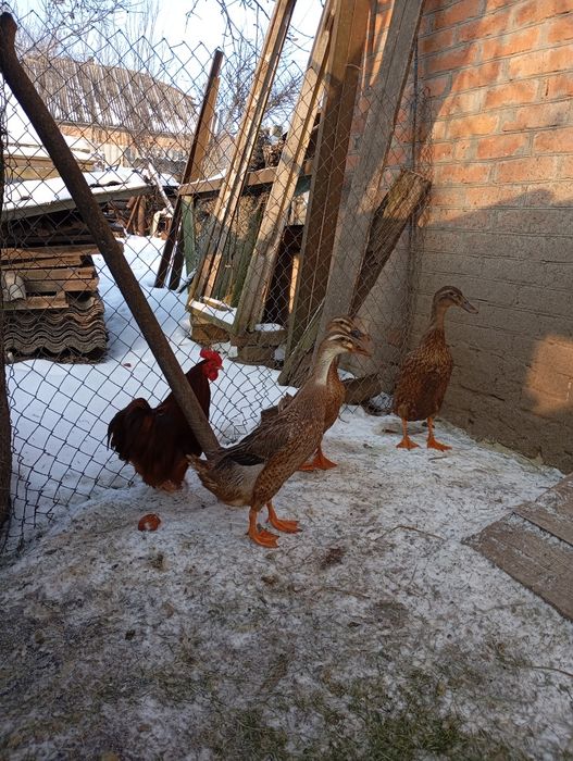 Індійський бігунок.450гр.