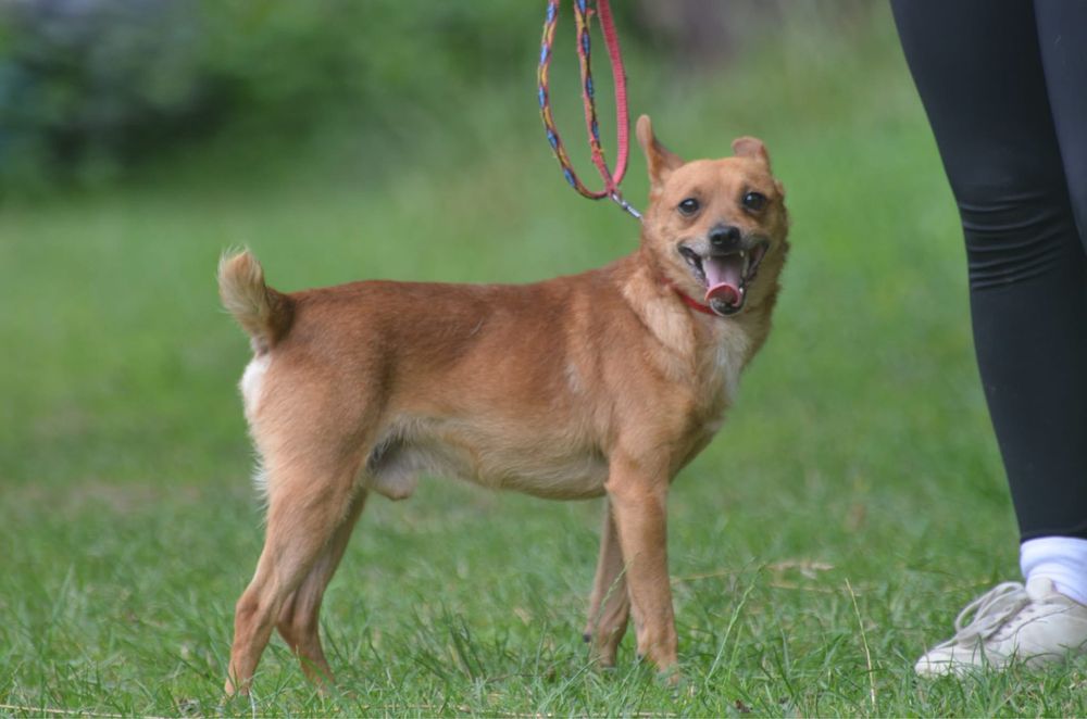 Porto-do adopcji