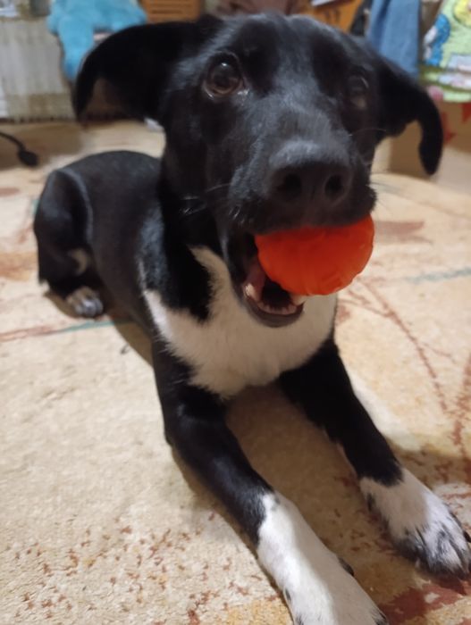 Віддам собаку в люблячу сім'ю